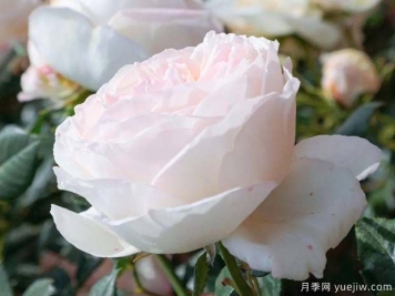 心之雕刻月季/卡米尔克劳德尔