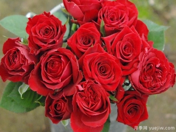 红色优雅月季