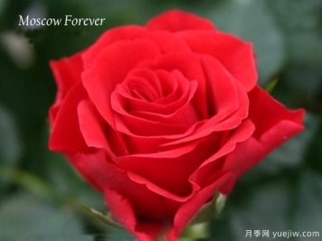 永远的莫斯科月季