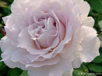 莎菲天使月季的优缺点是什么？