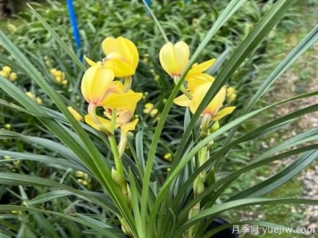 兰花常见病害哟哪些？如何识别与防治？