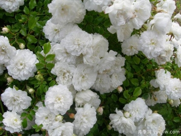 浴雪月季/阵雪月季