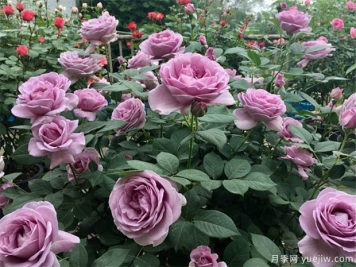 适合在楼顶种的耐高温植物