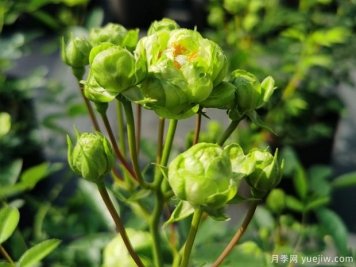 闪电月季/埃克莱尔月季