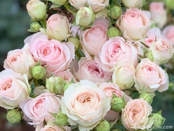 陶瓷蕾丝月季/波斯琳蕾丝月季