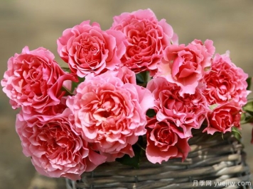 12朵白玫瑰代表什么花语