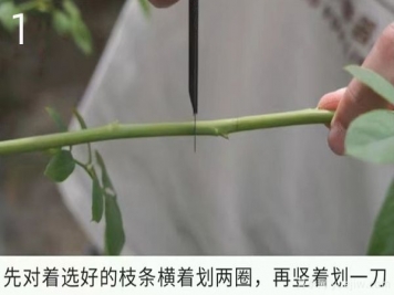 月季高压繁殖的优点和操作方法