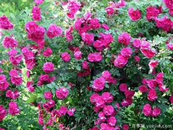 约翰卡伯特月季