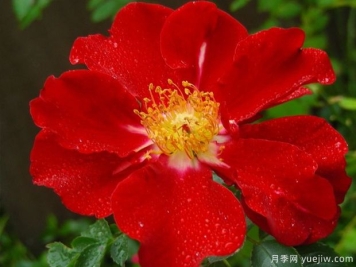 歌剧魅影月季/幻影月季