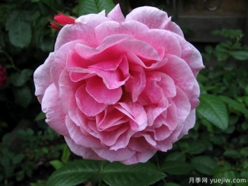 亚瑟王宫月季/柯莱特/卡米洛特