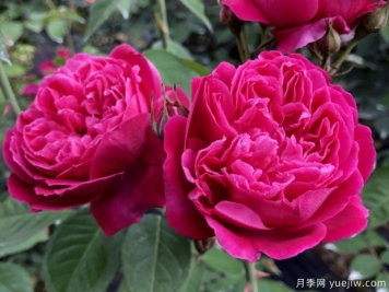 古老月季推荐，紫燕飞舞月季