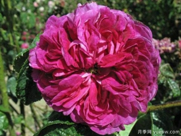 查尔斯磨坊月季/查尔斯米尔斯月季