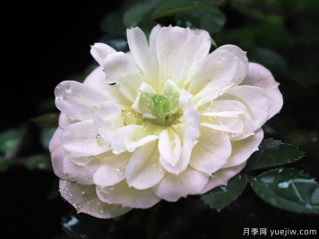 超微月季推荐，雪姬月季