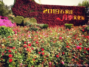 石家庄适合养月季花，市花和市树是什么