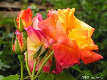 约瑟彩衣月季