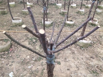 一月份园林苗木养护重点指南