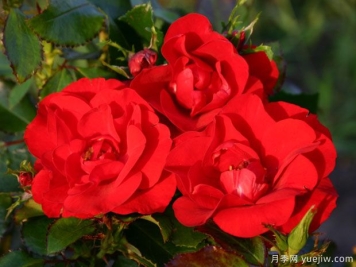 时光点滴月季/片刻月季