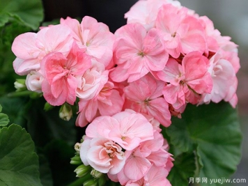 天竺葵的生长习性和养殖办法