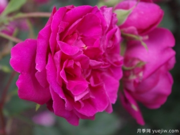 汤姆奥桑特月季/塔姆奧沙特月季