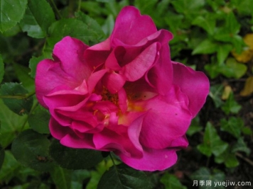 药剂师月季