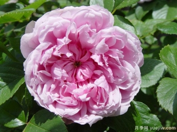 修女伊丽莎白月季