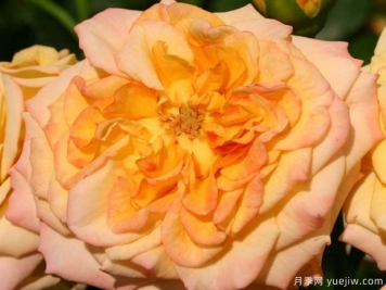 桑巴花环月季