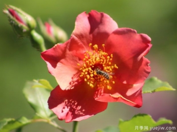 晨雾月季