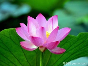 常见水生植物有哪些？35种汇集