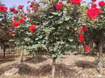 苗木移栽后根系如何快速恢复？做好6点