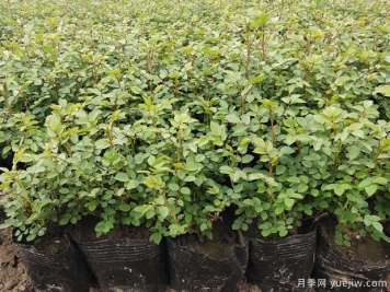 2月份苗圃管理工作重点