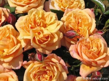 30款金黄色月季品种，金光闪闪玫瑰彰显土豪金霸气
