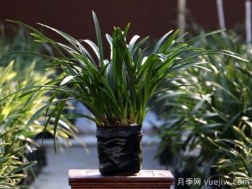 蕙兰和墨兰的区别