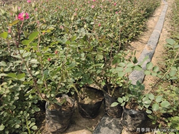 月季新叶子下垂发软的4个原因和解决办法