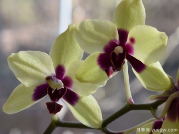 春季养兰花记着五句口诀，总结很到位