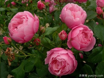 玛丽芭兰诗派乐月季