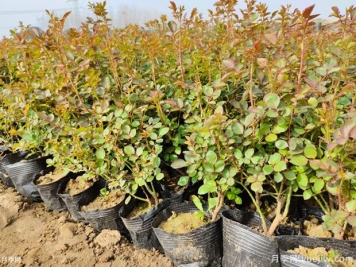 月季盆栽开了几个月就颓废了，如何重新开花？