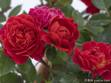 光芒西瓜月季/日耀西瓜月季