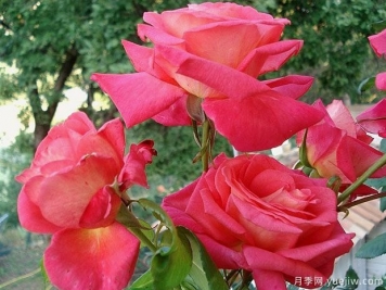 幕府将军月季(藤本)