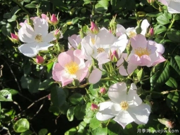 弗雷德里克梅杰月季