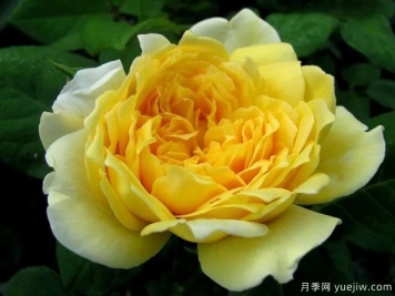 若埃尔马鲁瓦尼月季