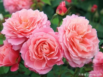 塞纳河的鲜花月季