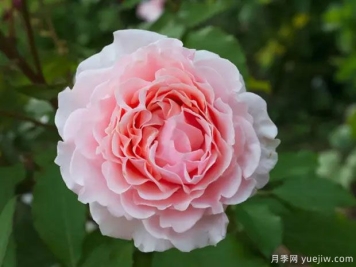 露易丝德马里亚克月季