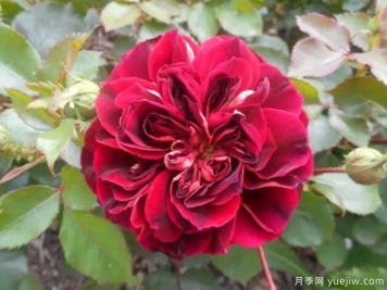 路易斯弗朗西娅月季