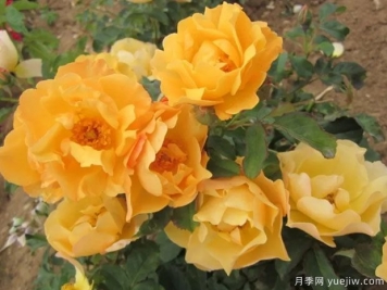 优雅的皮拉月季