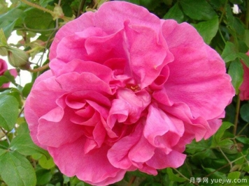 樱桃花香月季/樱桃花束