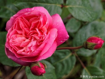 替立尔先生月季/约瑟夫大公月季