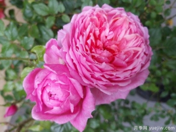 百丽公园月季/啦贝啦月季