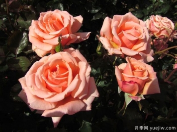 真正的朋友月季