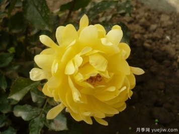 灿烂波浪月季/华丽褶边月季