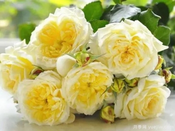 蒂萨内月季/草药茶月季